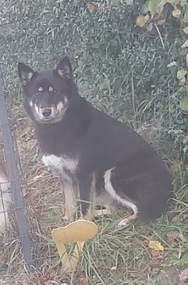 MissingTarn81's tweet photo. 13.11.25 Signalé errant : ce chien noir/feu type croisé Husky à Tauriac (rte de Salvagnac). Il est du coin, il a déjà été vu. #Tarn https://t.co/VTzUprzhbX