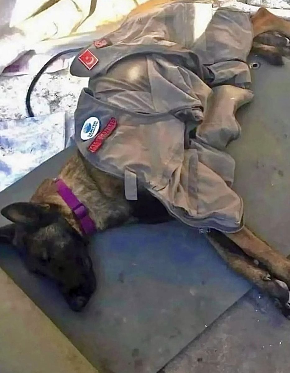 After an earthquake, this rescue dog worked 56 straight hours, sniffing through rubble and helping save 40 lives. Once the last person was found, he finally collapsed and fell asleep.