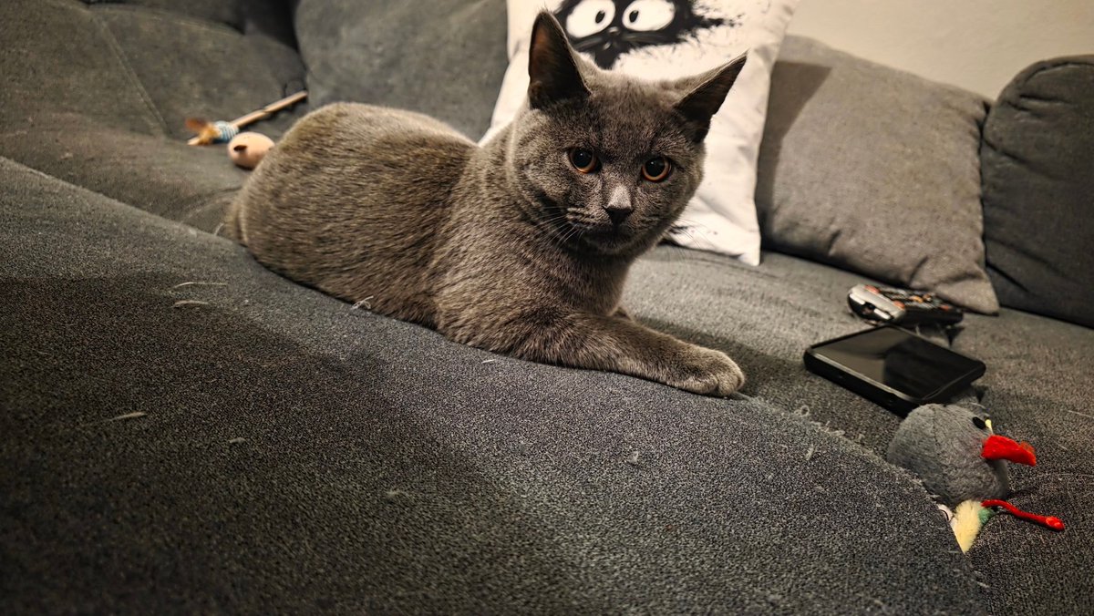 RetardGoch's tweet image. Kollege von mir hat sich einen Kater besorgt, der sieht einfach fast 1:1 aus wie Moon, bis auf die Augen. Aber Fellmuster passt. Sein Zwillingsbruder hat auch streifen am Schwanz wie Moon 😄