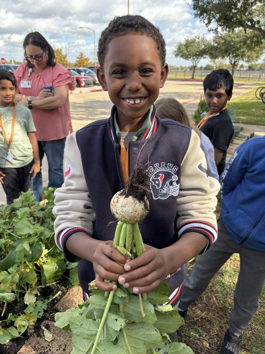 MaxianKim's tweet photo. Wow!  What a morning harvesting watermelon radishes and cherry bell radishes! @WarnerCFISD @readygrowgarden @PowerUpCafe https://t.co/0pnjBRnfiB