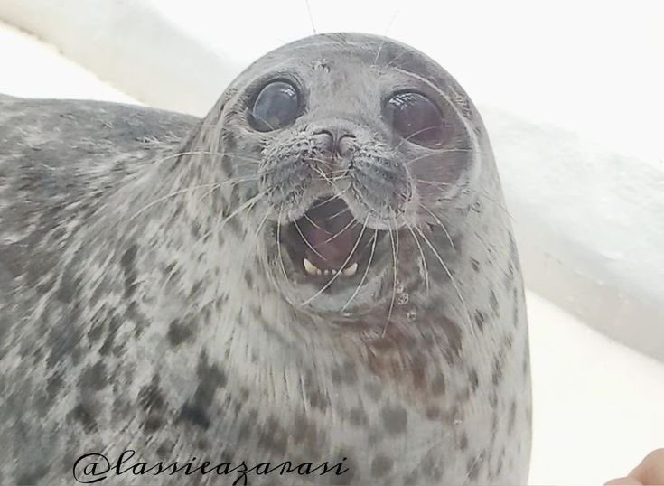 Lovejoy as seals (@lvjyseals) on Twitter photo 