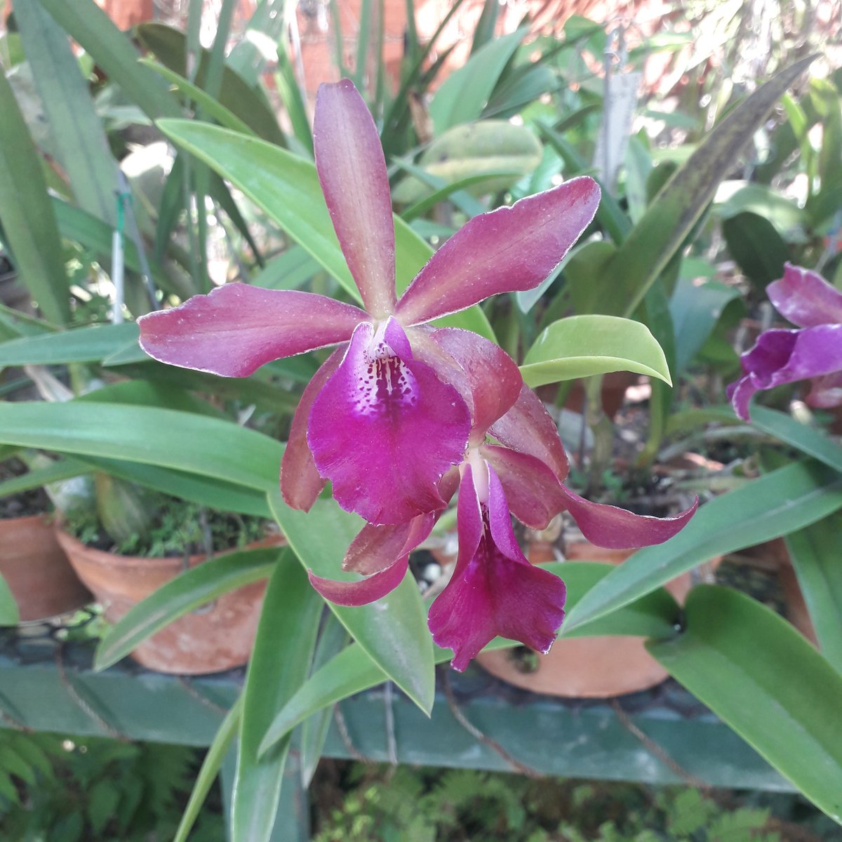 luiser2020's tweet image. Siempre hermosa como todas las encantadoras damas de X