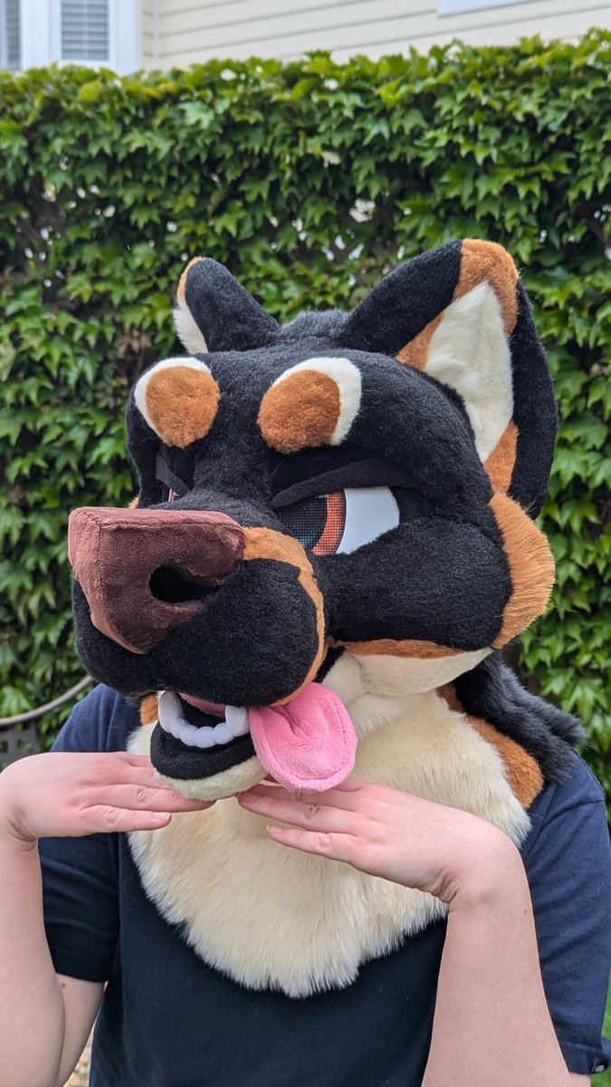 Corgi Snacks tweet media