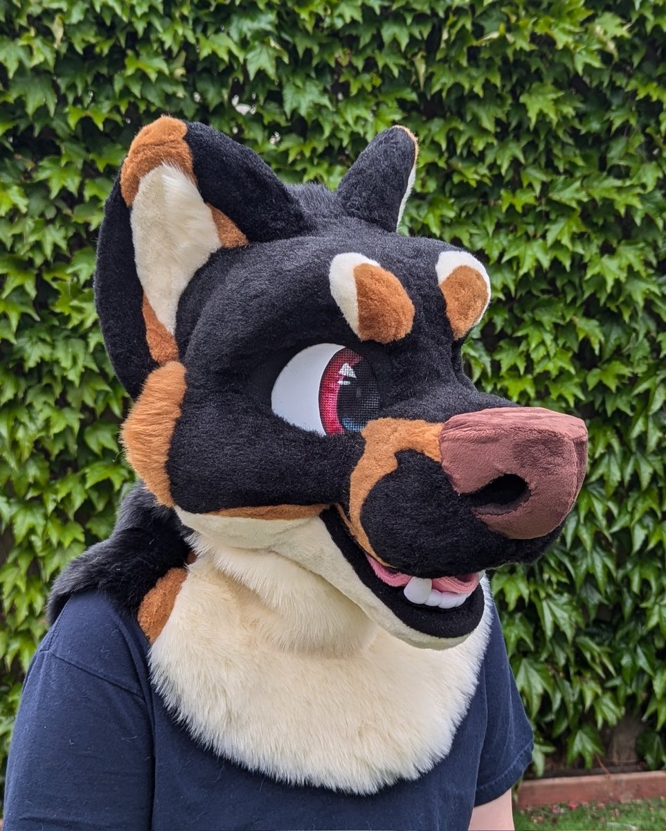 Corgi Snacks tweet media