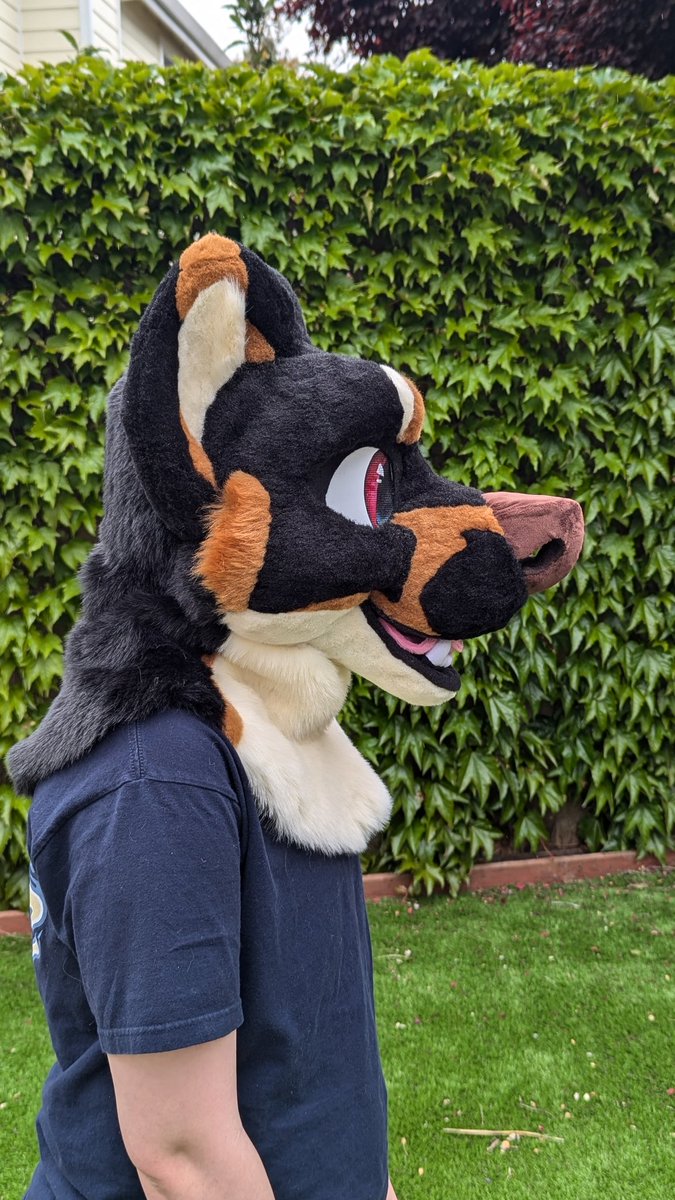 Corgi Snacks tweet media