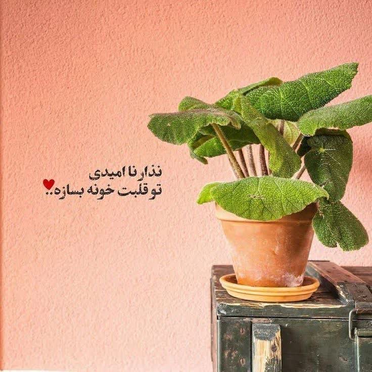 نذار نا امیدی تو قلبت خونه بسازه ...💞 🦋💫

#فالو_بک 
#حمايت_انقلابى