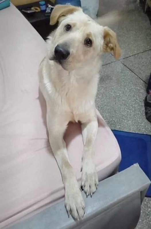 A64029345's tweet image. CASO DE TERCEROS..El día martes 11/11/25 Se extravió mi perro 📷📷 Por Guaicoco. Tiene su pechera color verde fluorescente.
Su nombre es Bruno, es mestizo, y es mi vida entera 
Por favor si lo ven, les ruego que se comuniquen 
04241611722
04142205589
Ojalá me puedan ayuda