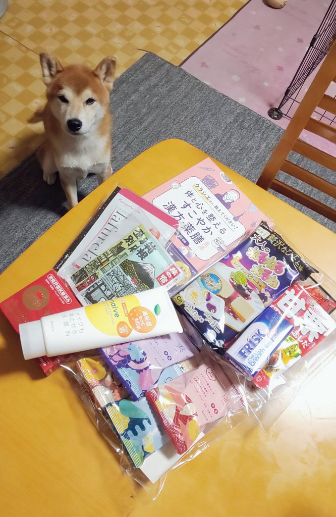 しばいぬ様ご確認用ページ！ 柴犬しんのすけ (@kamikamiSHIN23