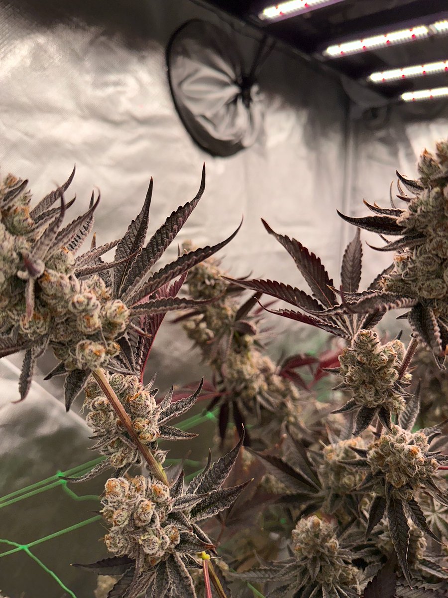 Soon Trimm content ❄️✂️