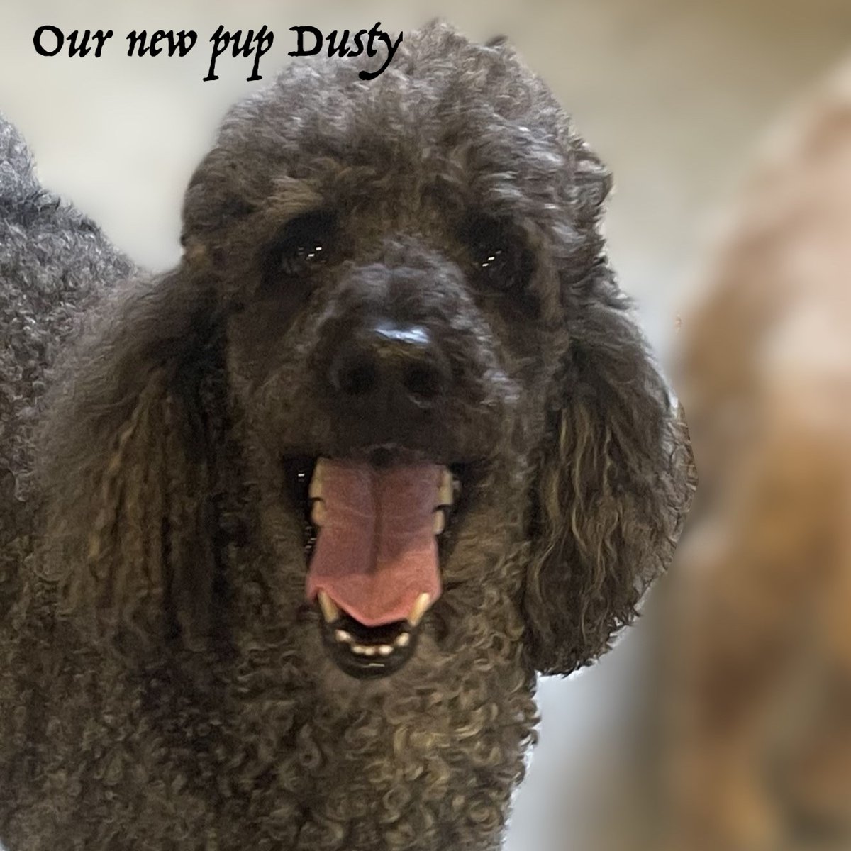 City Dogs tweet media