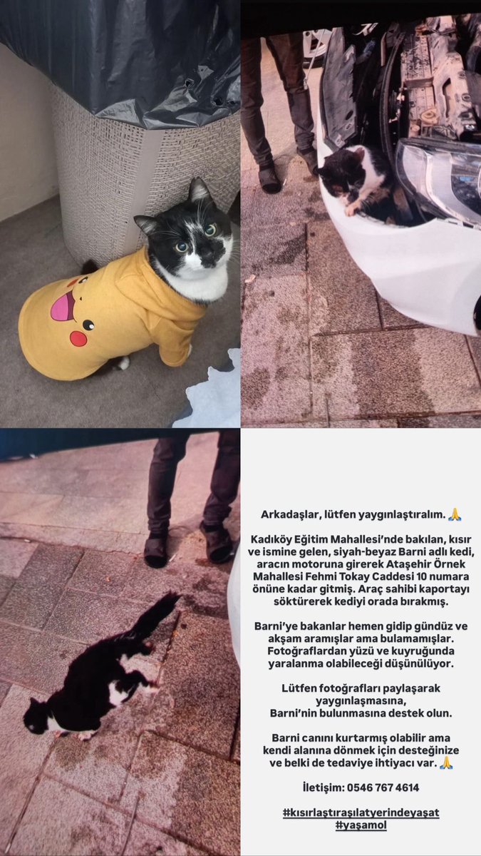 Kayıp‼️‼️‼️