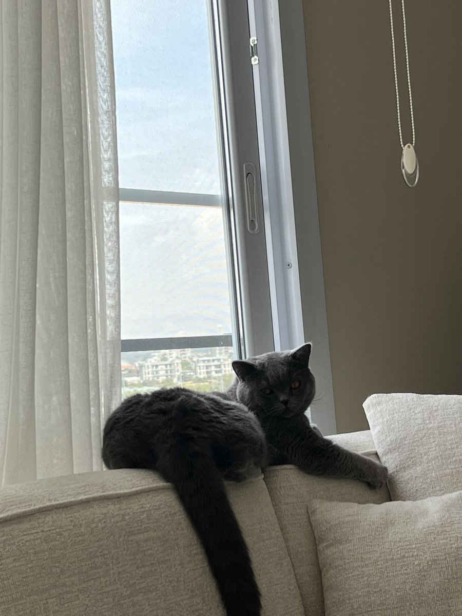 mysolbaby's tweet photo. Hey everyone🥳
I'm creating a heartfelt project inspired by our little one $MYSOLBABY 💕
This token will be a small but meaningful step toward building something for our baby's future.
Every bit of support means the world to us
Launching verysoon⏳

This is his brother Hercules😻 https://t.co/yXZ4zTOcER