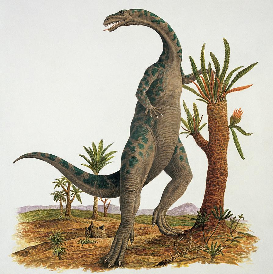 dinonostalgia's tweet photo. Yunnanosaurus, the Yunnan lizard, is a sauropodomorph dinosaur from the Early Jurassic of China. 

It lived from 199 to 183 million years ago and could grow to 7 meters in length. https://t.co/QSx4vJ3pHN