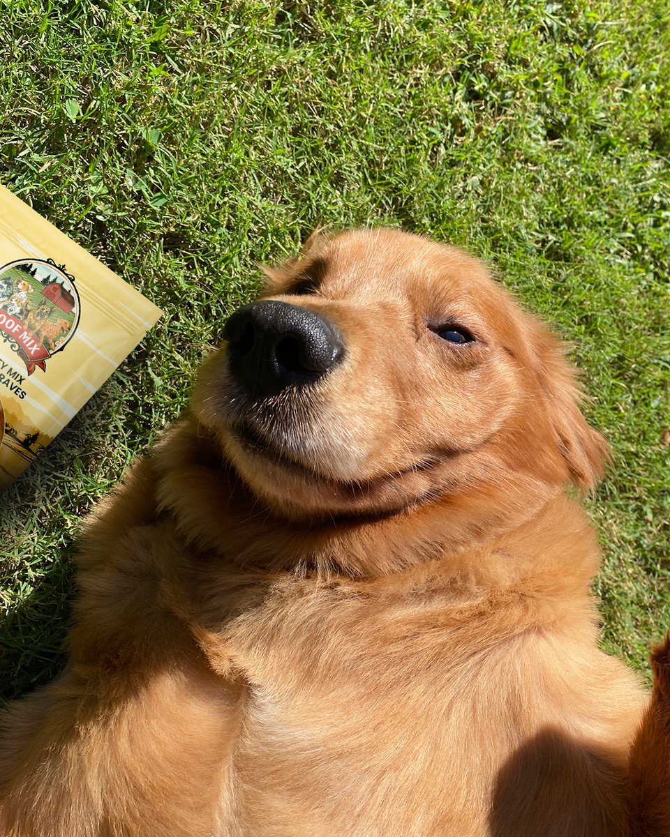 WoofMixCompany's tweet photo. If your dog's treat has more fillers than flavor, it's time for a change. At Woof Mix, we don't sell empty promises; we deliver four bites of real nutrition in every bag.

This means more protein, more variety, and more support for joints and coat health. It's the simple, natural way to ensure your pup always gets the best.

No need to search any further: Woof Mix has you covered, with love and no fillers.

🛒 Shop the 4-pack mix via our link in bio!

#woofmix #realnutrition #naturalsnacks #dogsofinstagram #dogwellness