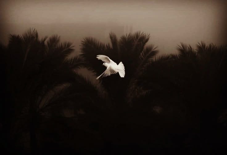 Mavi (@m_a_v_i_t_a_s) on Twitter photo 