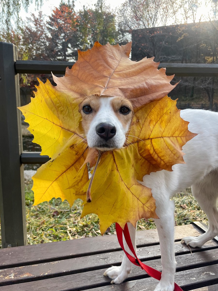 yongmogu's tweet image. .
yongkeey__ IG

🍁, 🍁 = 🦁

📸instagram.com/p/DQ_XQFAk3Dp/😍

#Yongkeey #용키🐕
#SOLAR #솔라 #김용선
#媽媽木 #頌樂 #金容仙 #颂乐
#ママム #ソラ #มามามู #โซลาร์ #KPop
#MAMAMOO #마마무 @RBW_MAMAMOO