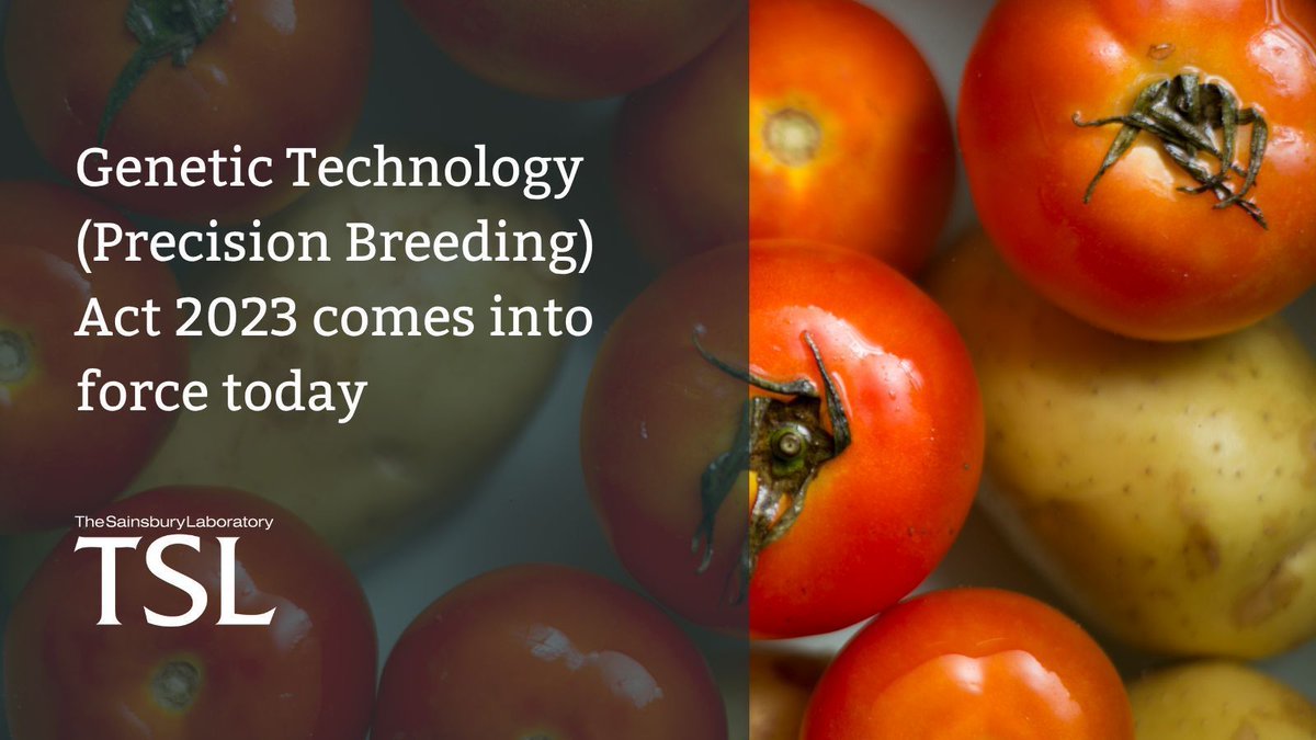 Today is a big day as the Precision Breeding Act comes into force 🌱

<a href="/KamounLab/">Sophien Kamoun</a>: “This is a milestone for UK science and innovation. We now have the regulatory framework to translate discovery into impact — improving crops, strengthening food security, and benefiting society” 🌿