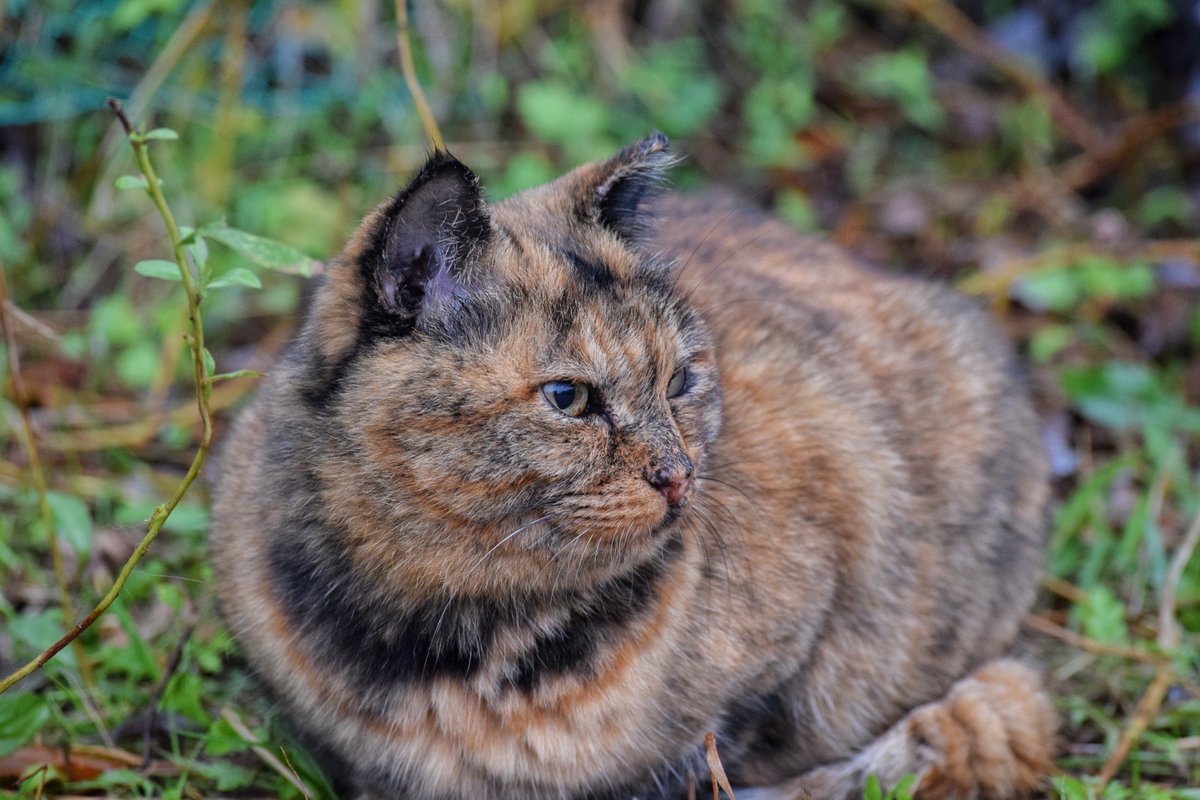 1枚目︰通常時のゴンちゃん
2枚目︰おじいちゃんが来たのを察知した瞬間のゴンちゃん(この後小走りでお迎えに行った)
明らかに黒目が大きくなって輝いてる✨

おじいちゃんに早くフォトアルバム作って渡したいのに全然進んでない💦
タイトルとか表紙の色とかレイアウト考えなきゃ～
#猫 #野良猫