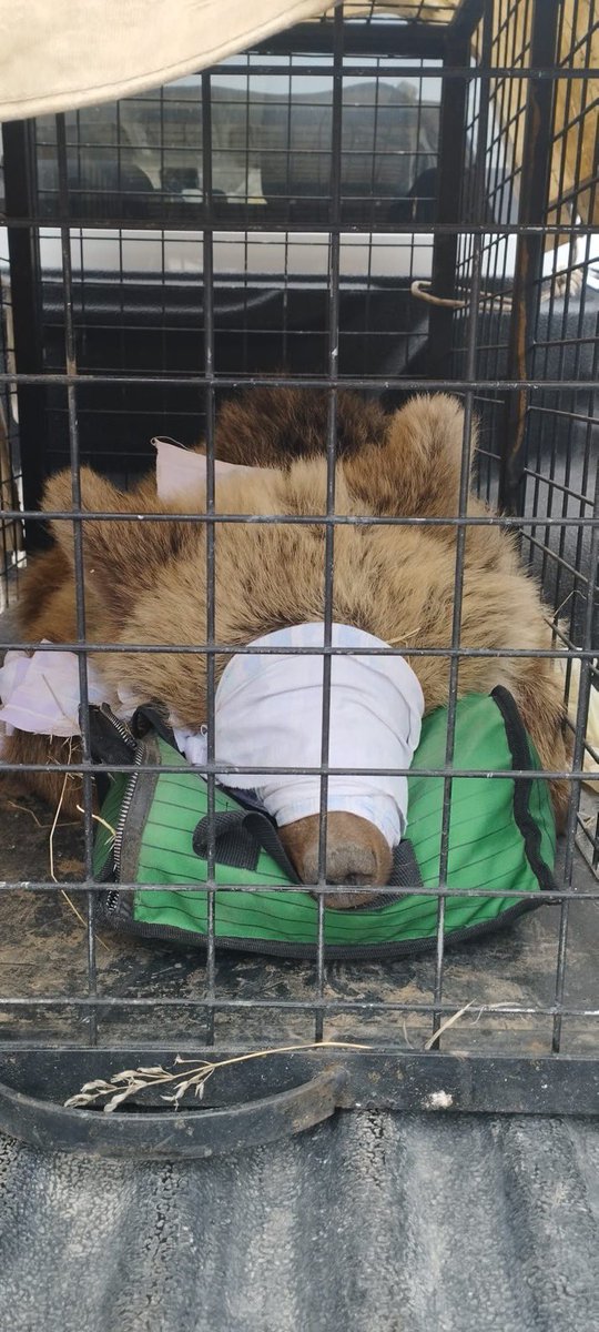 Başıboş <a href="/milliparklar/">Milli Parklar</a>

Yaralı ayıyı almış, akibetini hem kurumdaki dostlarımıza hem de dışarıdan takip edeceğiz!