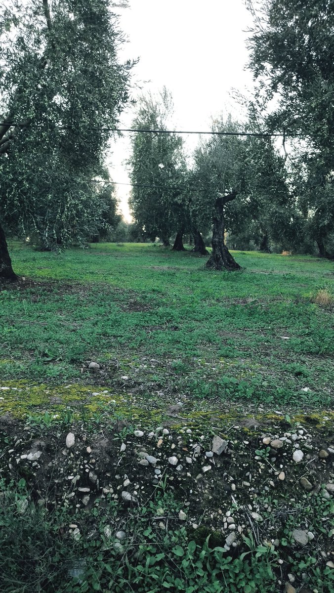 🫒🫒Annata olearia 2025/26🫒🫒
Produzione e vendita d'olio prodotto da olive Coratina molite a ciclo continuo e separato a freddo... 
Spediamo su tutto il territorio NAZIONALE e EUROPEO. 🫒🫒