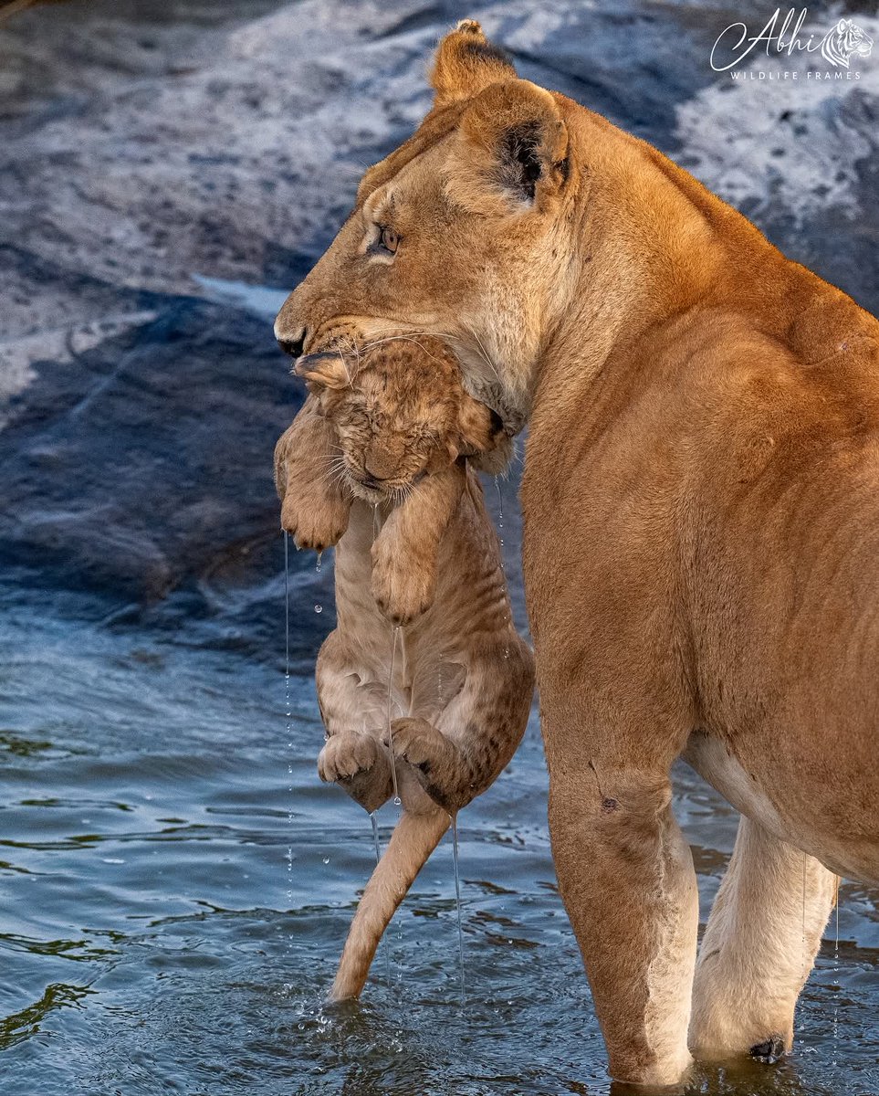 LionSightings's tweet image. What a capture of the Fig Tree lioness carrying her little cub.

Masai Mara, Kenya 🇰🇪 
📹 Abhishek Chadha
#lion #lions #lioness #animal #wildlife #nature #baby #lionsightings