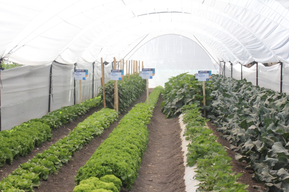 El presidente del <a href="/MuseoDeLaFresa/">Museo de la Fresa</a>, José Juan González Guerra, conoció de manera detallada el funcionamiento del macro túnel, en una importante demostración con la empresa Netafim México, líder🗺️en sistemas de riego tecnificado.
🍓
bit.ly/4p7xU4K