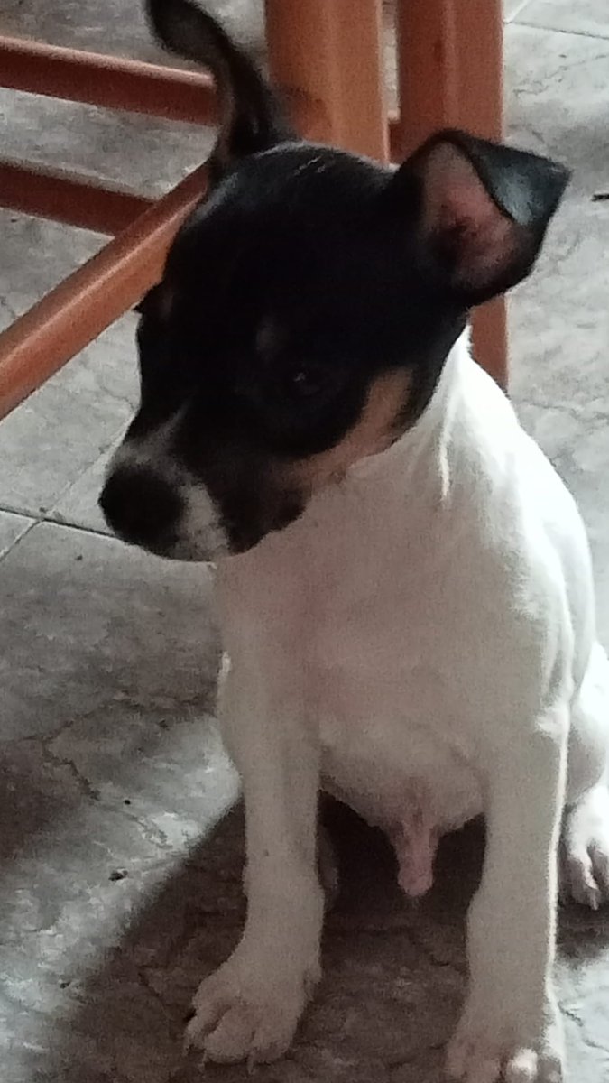 #madrid 
KIKO RATON bebé cruce #bodeguero de 2 meses ABANDONADO en una caja 
NECESITA #adopcionresponsable 
Sociable con niños🐶🐱
Se entrega chipado,vacunado,desparasitado y CON compromiso de castracion 
CONTACTO 📩facenuevavida@gmail.com
#cachorros #adoptanocompres #adoptame