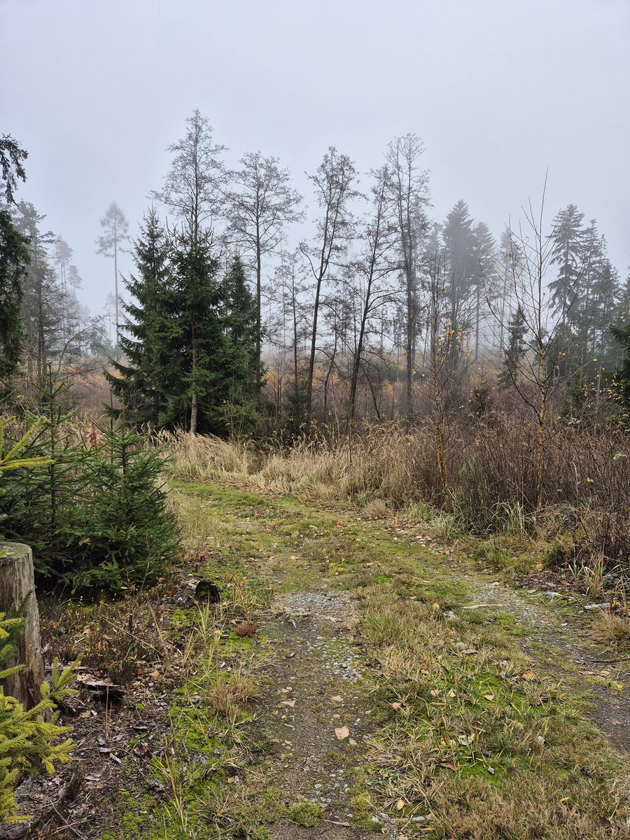 MarcelaKovov4's tweet image. Pěkný večer z lesa... 🌲🏡🌲