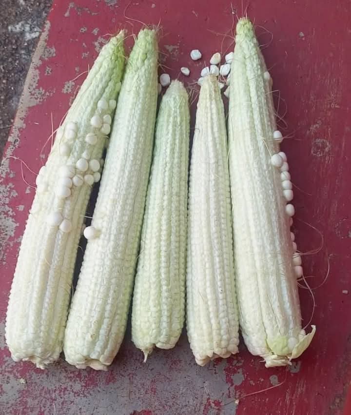 <a href="/nicks_mbithi/">DICLOFENAC</a> Atapata Kura kidogo kuliko hizi mahindi😄😄
#RespectKambaLeaders