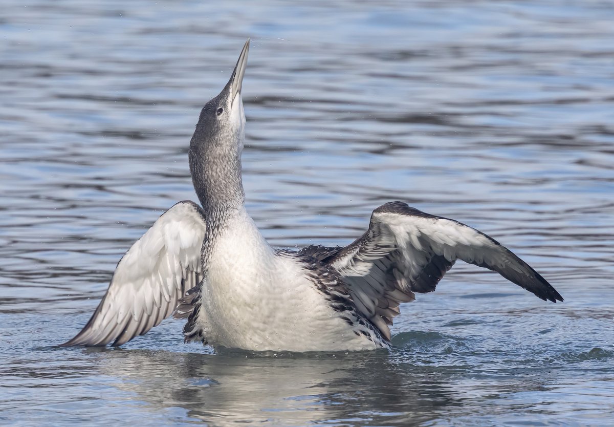 CDLWildlife's tweet photo. Red-throated Diver close in at Broadsands this morning. https://t.co/1FzlCfb0uL