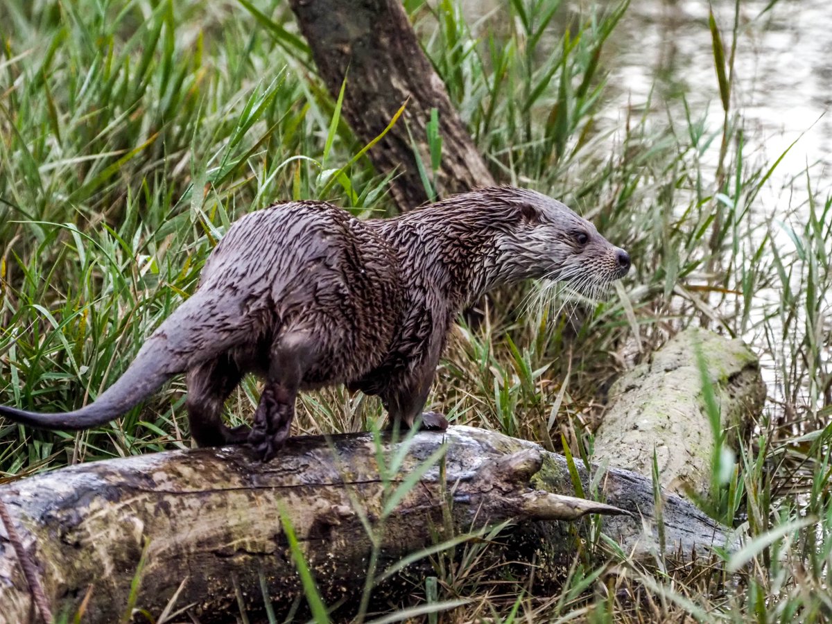 apropebre's tweet photo. 🦦 Captures | Trenta anys de natura protegida a la Reserva Natural de Sebes 

▶️ https://t.co/cciDLn9kiN @reservanatsebes @gnfreixe https://t.co/TxqbBCUzBq