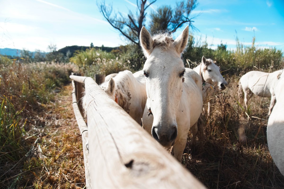 apropebre's tweet photo. 🦦 Captures | Trenta anys de natura protegida a la Reserva Natural de Sebes 

▶️ https://t.co/cciDLn9kiN @reservanatsebes @gnfreixe https://t.co/TxqbBCUzBq