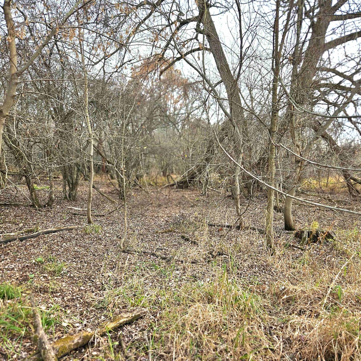 MIoutdoorProprt's tweet photo. We have new photos to share from our 54-acre property that is for sale in Lapeer County:  https://t.co/R36UJ805Ga https://t.co/1kjFPmFb5q