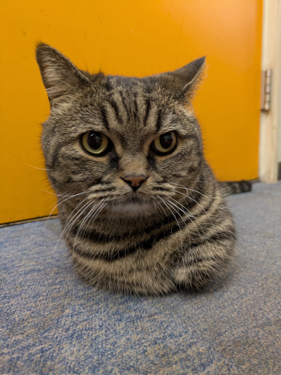 ねこのうしろあたま (@ushiroatama9) / Posts / X