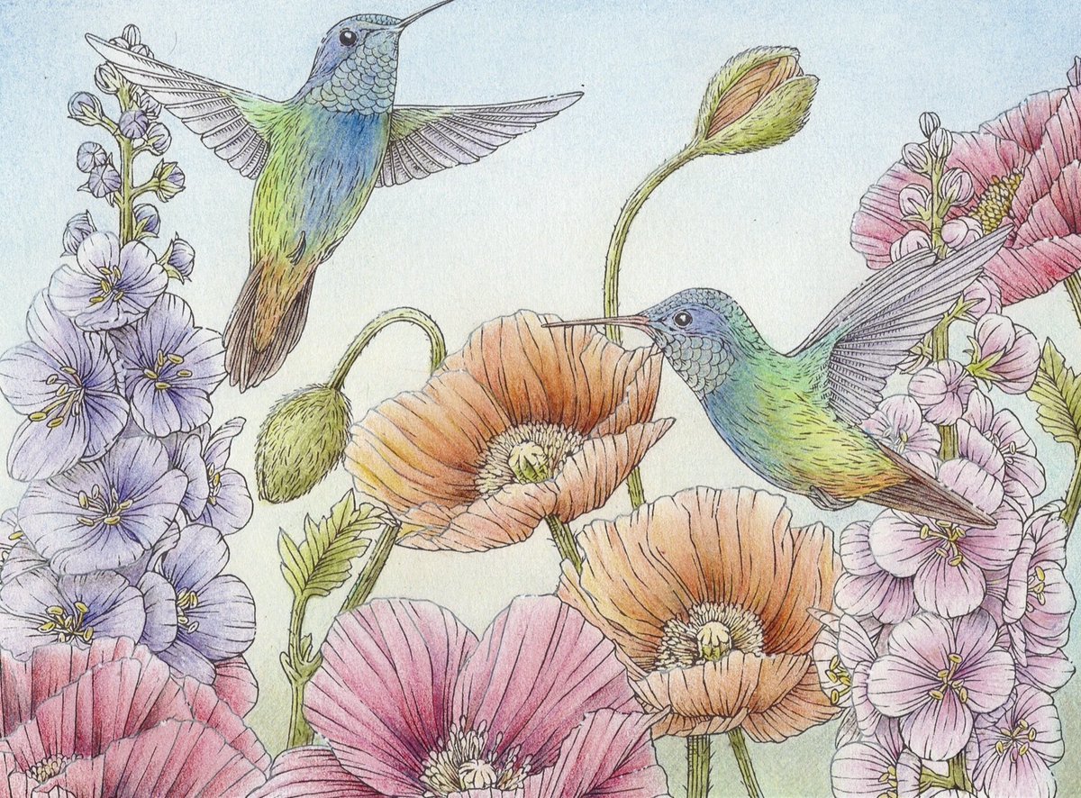 kaoru_081019's tweet image. ハチドリとお花を塗りました🦜🌸
(色鉛筆)
#大人の塗り絵  #心ときめく四季のワルツ