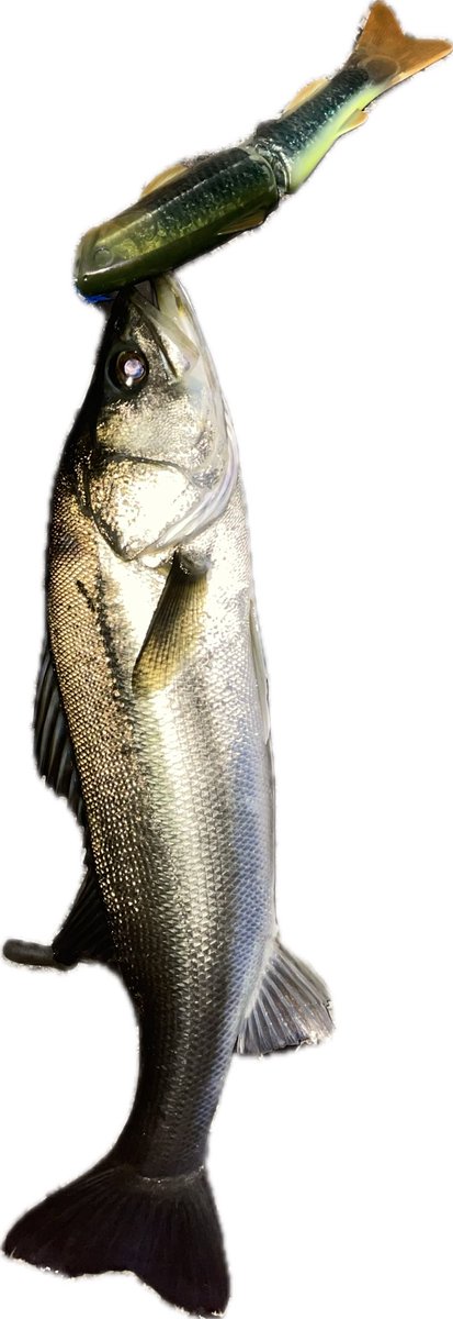 BETTYfishing's tweet photo. 20cmに見えるけど、55くらいはある https://t.co/FCnB7w38ey