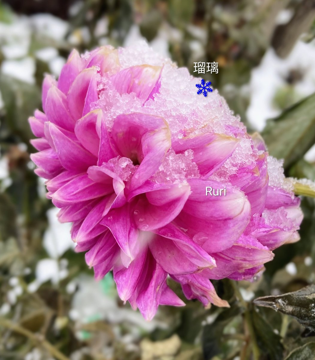 ❄️ Dahlia in my garden

#DahliaLove #FlowersOnFriday