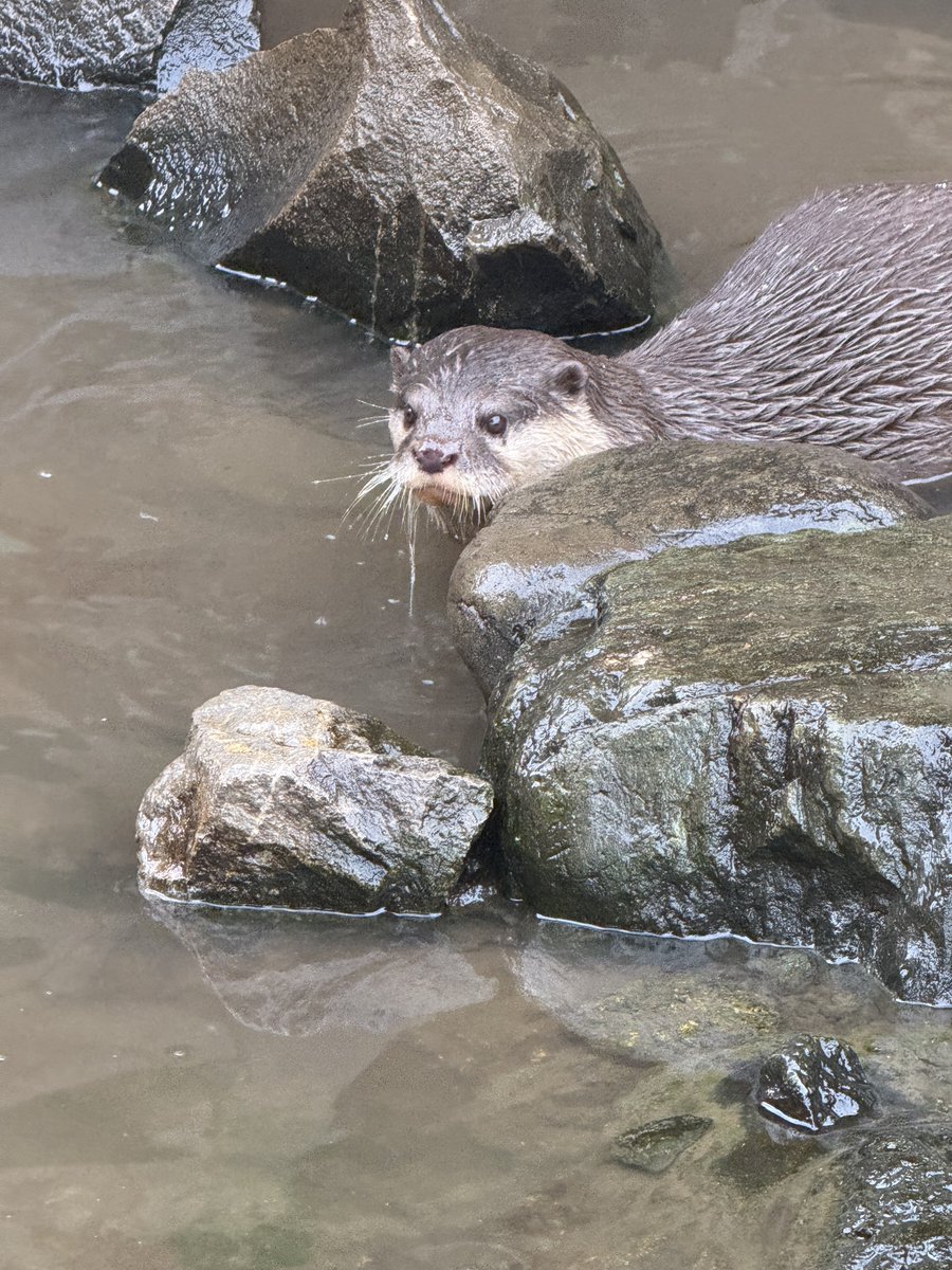 ☺︎チョココロネ☺︎ (@corone_cacao) / Posts / X