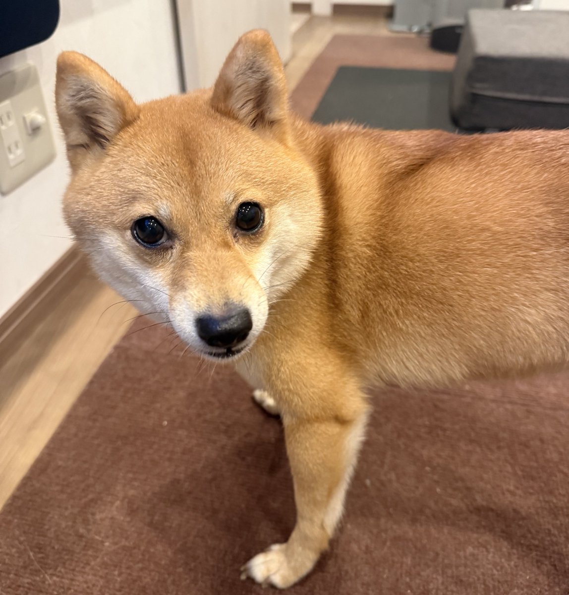 豆柴 #豆柴犬 #豆柴のいる暮らし #豆柴のいる生活 おはよう金曜日🐕🐾