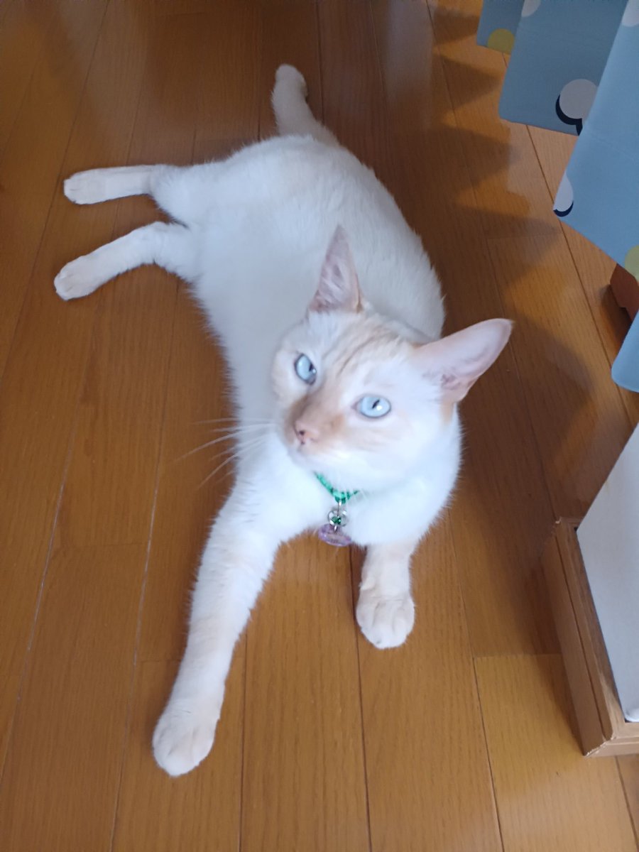 Hiroshi1970Cat's tweet image. ☀️🙋‍♀️❗おはよう笹かま🍜ラーメンひろし🌞　週末😣💦⤵️もうひといき👊✨頑張ろう。今日もよろしく😃✌️

#ねこ宇宙 #看板ねこ #まねきねこ #笹かま猫 #ねこのいる整体サロン #味の大関