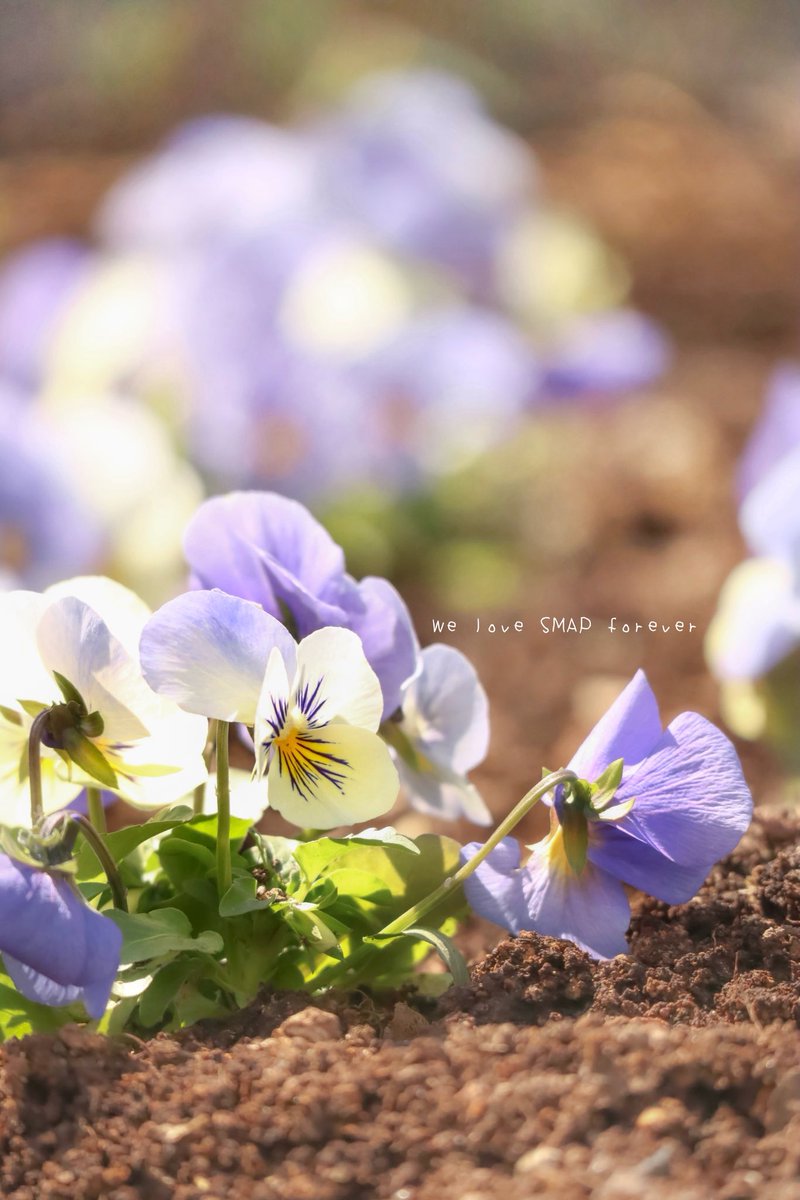 ふぁいんぴーす⭐️🧡 (@38A00sAyDC96207) / Posts / X