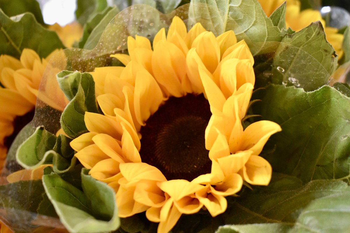 filter:images 向日市 AND ひまわり OR ヒマワリ OR 向日葵