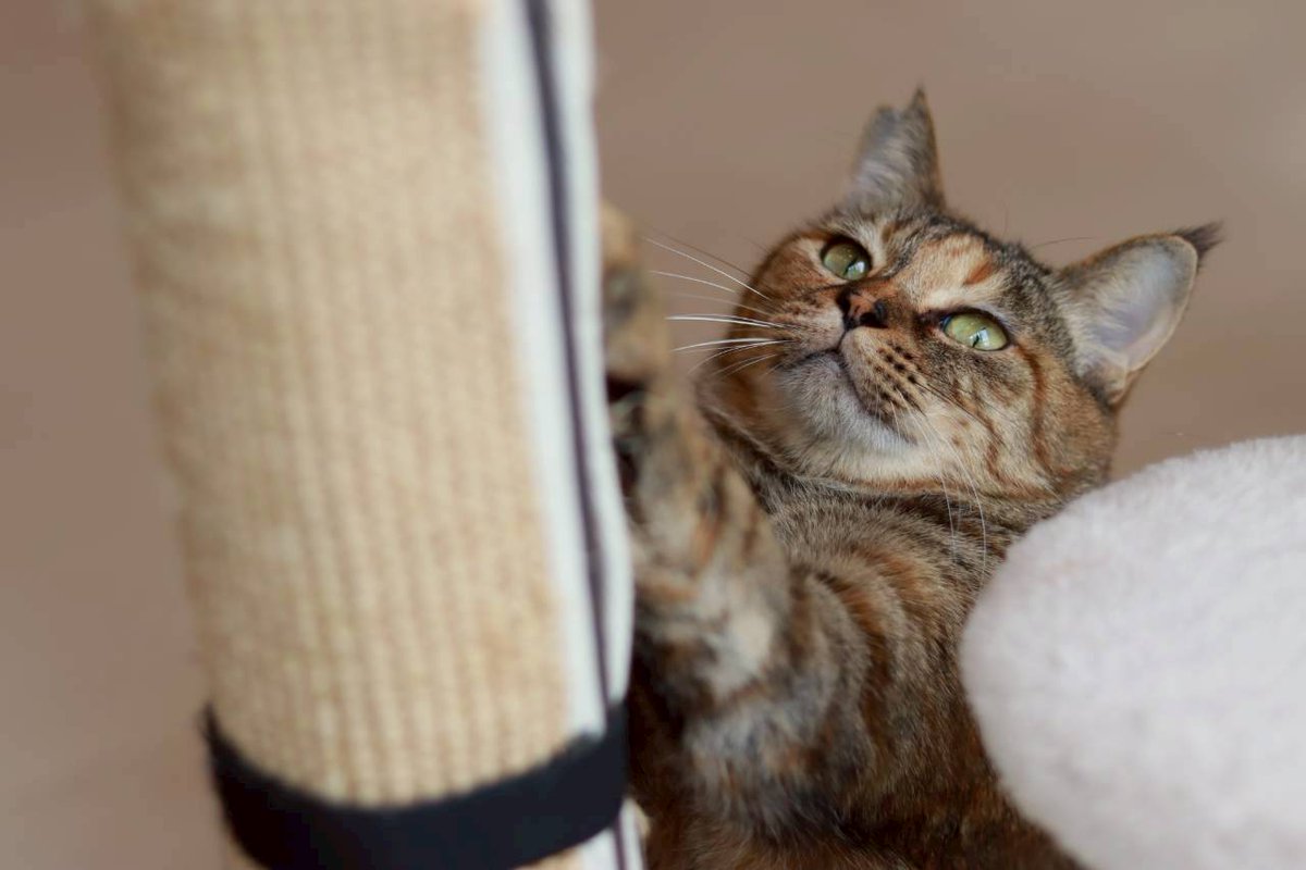 龍脈の精髄 クラスター 魂を浄化しご縁を結ぶ 売上一部保護猫活動に