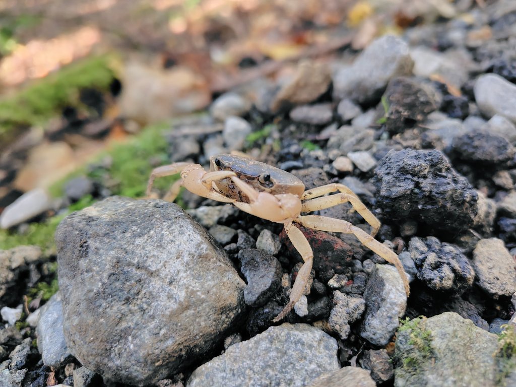 サワガニ様用 サワガニ様用 サワガニ様用 サワガニ様用 サワガニ様用 サワガニの