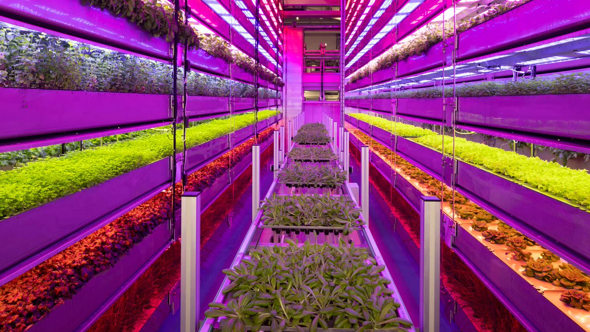 fosgoodwood's tweet image. Traditional farming is land-hungry and resource-intensive, but Vertical Future flips the script. Its solution? Vertical racks stacked high, glowing with vibrant, custom-tuned lights that nurture plants autonomously 👇 #FOSFutureLab #FOSTech #Randox
goodwood.com/grr/event-cove…