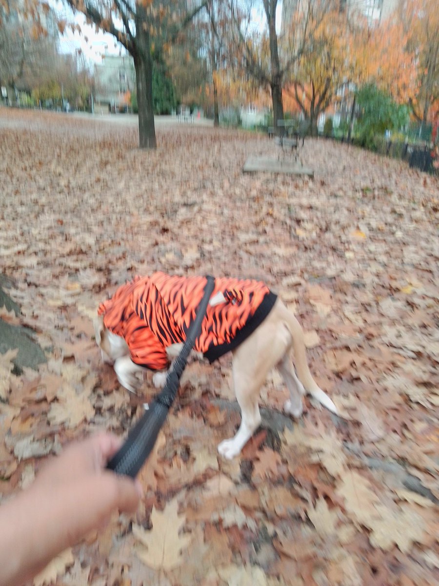 LebrockTony's tweet photo. Joey PittiePosing & Tweaking!!
πΎππ€π€ππππ€π€ππΎ
#dogpose #dogsofX #pibbles
#rednose #dogwatching #pitti
#atfernoondelight #takingitin
#MadamRiley #joey #dogvibe https://t.co/MQgm0Bgfsh