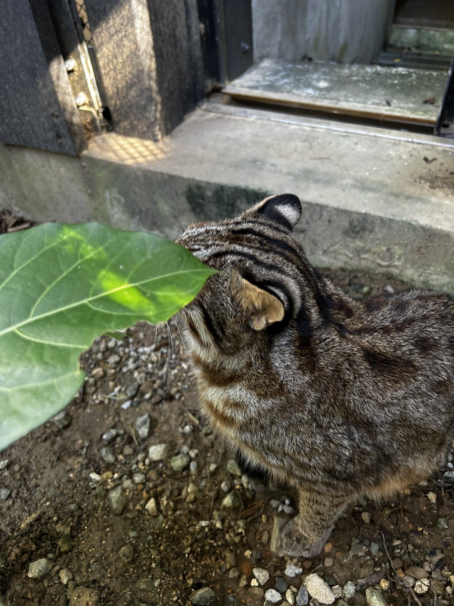虎耳状斑（こじじょうはん）』 こちらの写真は、ツシマヤマネコの“さご