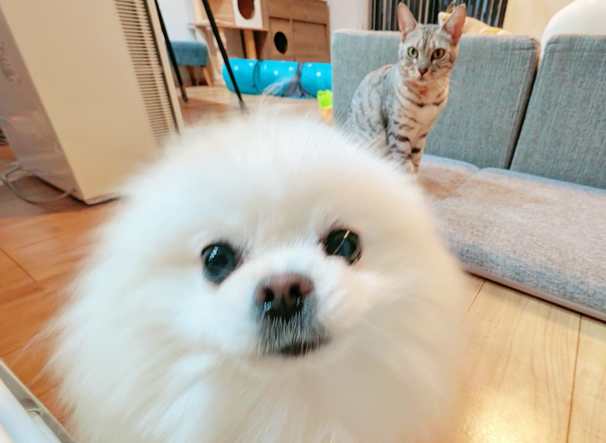 おこめ屋 (@chimaki0328) / Posts / X