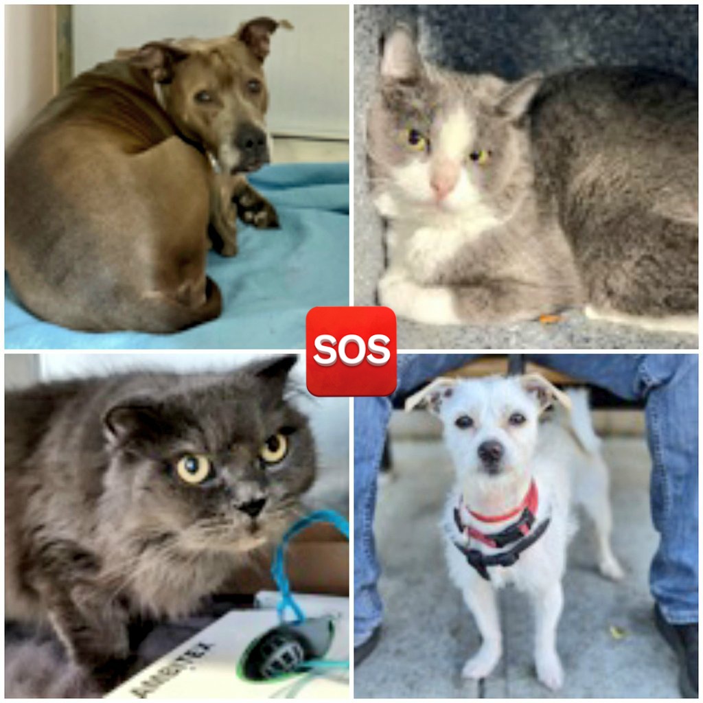 🌻Samson Cat🐱 tweet media