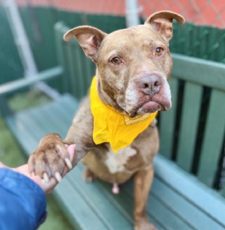 MorgFairsdogs's tweet photo. Jaeger 238437
Getting one last chance
Kill command cancelled for now
Relisted TBK 11/15
#NYCACC 
Cute 8 yr old boy
Walks well on leash
Has mass on abdomen🚑
Save Jaeger!
https://t.co/UwcBSnkOdv
#Pledge4Rescue #foster #adopt https://t.co/JExUHuTSx5